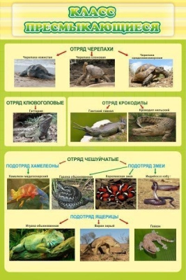 Стенд Класс пресмыкающиеся, 600х900 мм
