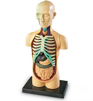 Демонстрационная модель Анатомия человека. Тело