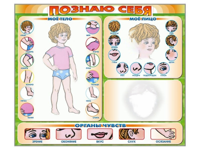 Стенд маркерный Познаю себя (тело, голова, органы чувств)