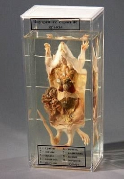 Влажный препарат "Внутреннее строение крысы"