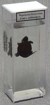 Влажный препарат "Черепаха болотная"