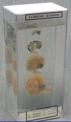 Влажный препарат "Развитие курицы"