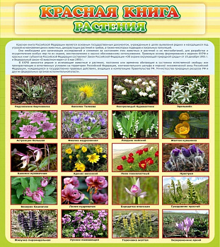 Стенд Красная книга Растения, 0,8х0,9 м