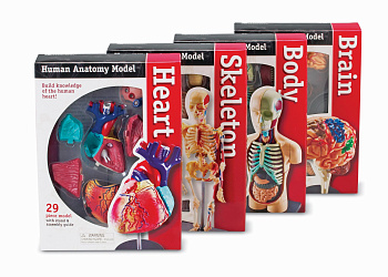 Детский демонстрационный набор Анатомические модели