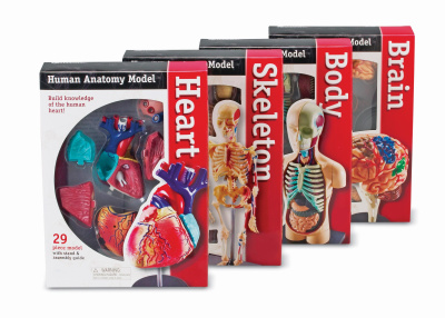 Детский демонстрационный набор Анатомические модели