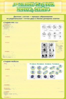 Стенд по биологии Деление клеток митоз мейоз, 0,6х0,9 м