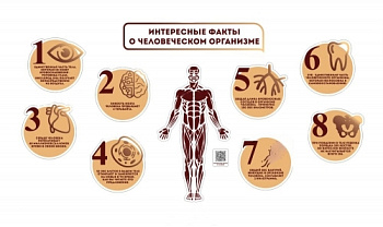 Настенная композиция для холла и кабинета биологии