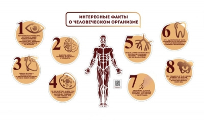 Настенная композиция для холла и кабинета биологии