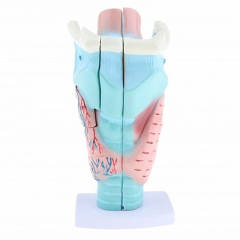 Модель Гортань человека