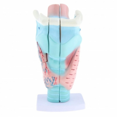 Модель Гортань человека