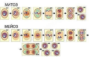 Набор моделей-аппликаций Биосинтез белка, гаметогенез, деление клетки